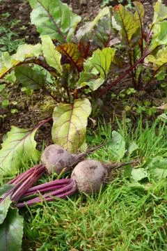 Vegetable bed with freshly picked beetroot Foto stock
