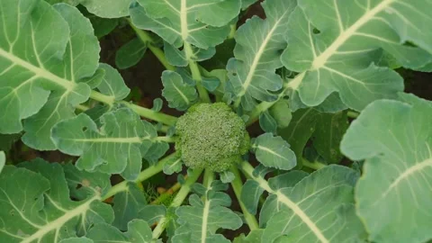 Vegetable bed with growing broccoli, close-up Stock Footage 314249112