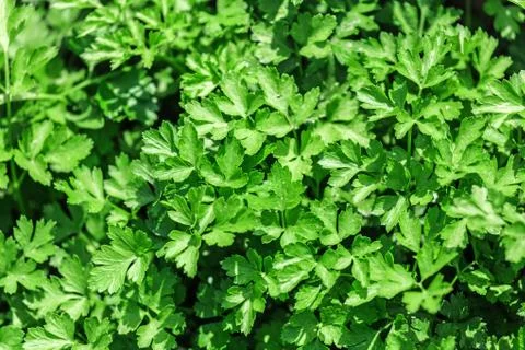 Vegetable bed with parsley 写真素材