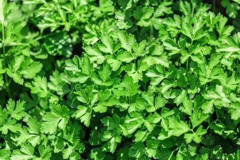 Vegetable Bed with parsley Photos
