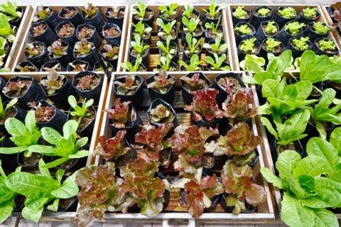 Vegetable bed Photos