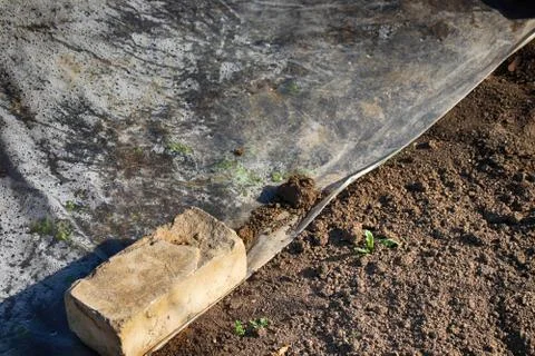 Vegetable bed with seeds covered with polyethlene film to keep humidity sta.. Stock Photos