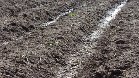 Vegetable beds Stock Footage 22785077