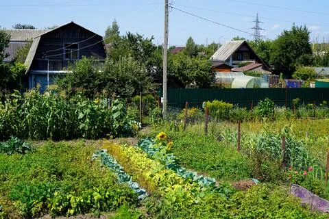 Vegetable beds on a garden plot against the background of a wooden house an.. Stock-Fotos