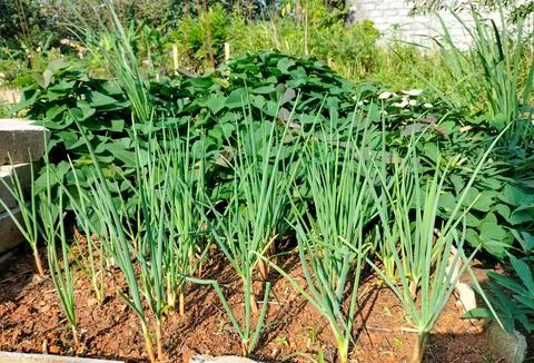 Vegetable beds with onions Stock Photos