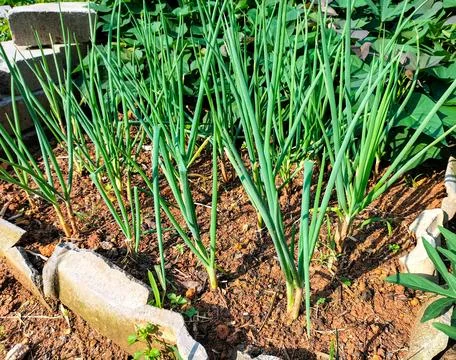 Vegetable beds with onions Stock Photos