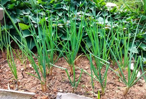Vegetable beds with onions Stock Photos