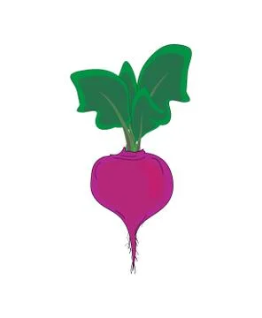 Vegetable,  beet with green leaves, vector Stock Illustration
