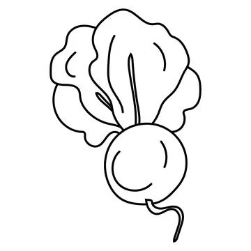 Vegetable beetroot in doodle style, black and white line art, isolated on w.. Stock Illustration