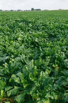 Vegetable, beetroot in fields Stock Photos