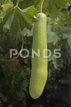 Vegetable , Bottle gourd, Lagenaria siceraria, dudhi , lauki, Ma Stock Photos