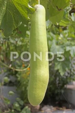 Vegetable , Bottle gourd, Lagenaria siceraria, dudhi , lauki, Ma Stock Photos
