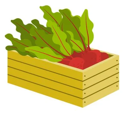 Vegetable in Box, Beet with Leaves in Crate Vector Stock Illustration