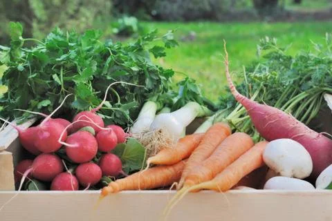 Vegetable in a box Stock Photos
