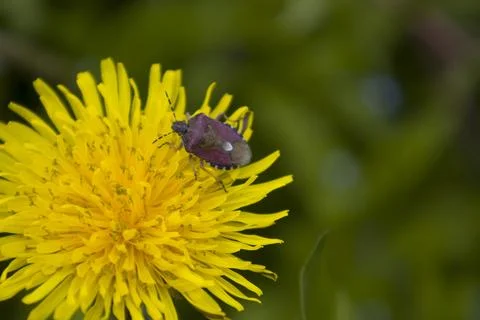 Vegetable bug on a dandelion flower Stock Photos