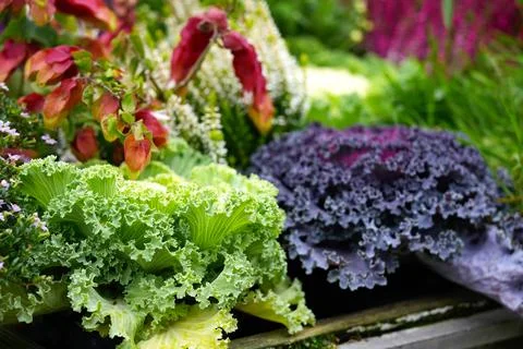 Vegetable cabbage curly, decorative close up. Stock Photos
