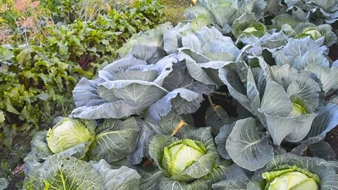 Vegetable cabbage grows Stock Footage 78980594