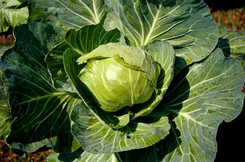 Vegetable, cabbage with leaves Stock Photos