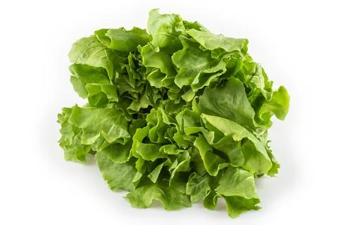 Vegetable chicory isolated on white background. Foto stock
