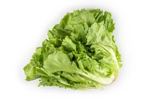 Vegetable chicory isolated on white background. Stock Photos