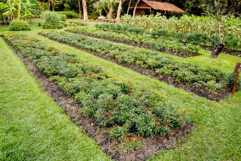 Vegetable chilli growth at garden 写真素材