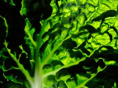 Vegetable close up Stock Photos