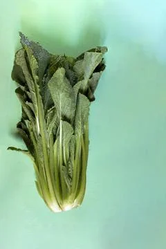 Vegetable consumed in Aragon, Spain called borage Stock Photos