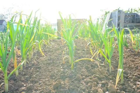 Vegetable crop growing in rows outside Stock Photos