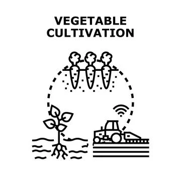 Vegetable cultivation process smart farming technologies concept Stock Illustration