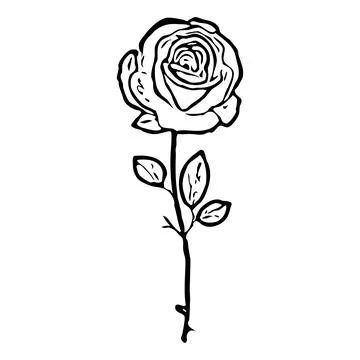 Vegetable design element. Black and white color. Isolated icon, sketch, Stock Illustration