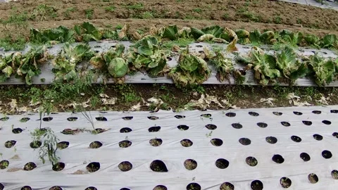 Vegetable disease Stock Footage 167800092