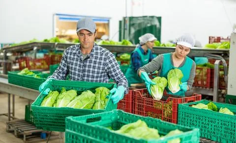 Vegetable factory workers stacking lettuce Stockfoto's
