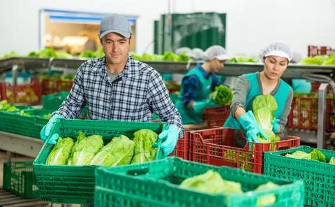 Vegetable factory workers stacking lettuce Stockfoto's
