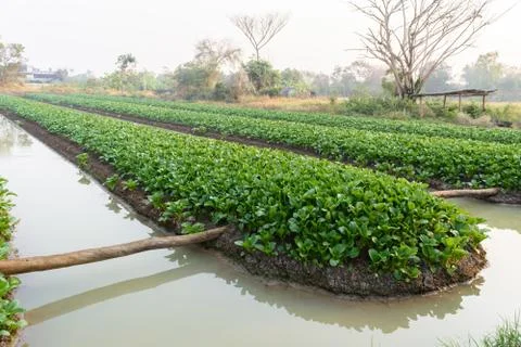 Vegetable farm field Stock Photos