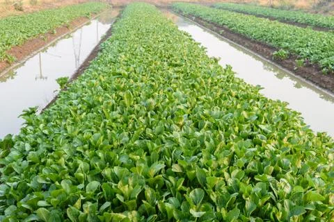 Vegetable farm field Stock Photos