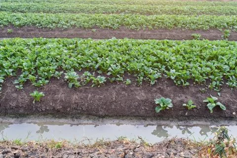 Vegetable farm field Stock Photos