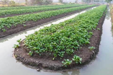 Vegetable farm field Stock Photos