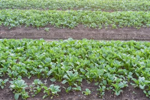Vegetable farm field Stock Photos