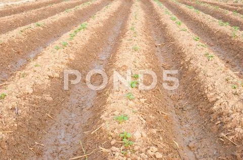 Vegetable farm Stock Photos