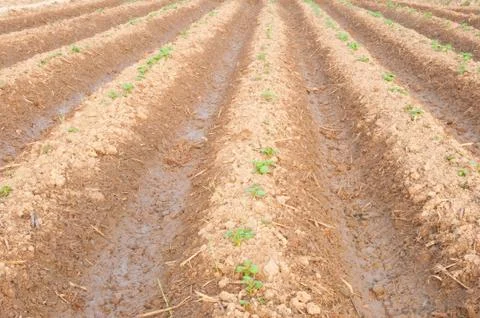 Vegetable farm 스톡 사진