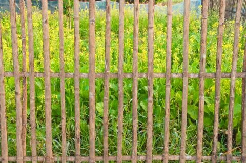 Vegetable farm 스톡 사진