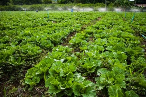 Vegetable farm Stock Photos