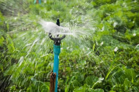 Vegetable farm Stock Photos