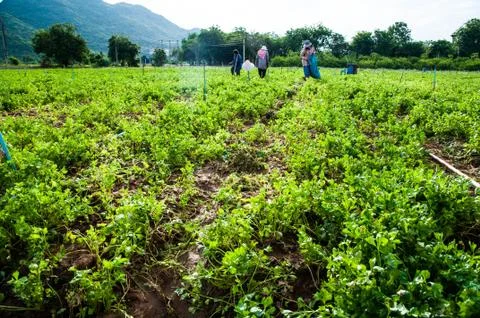 Vegetable farm Stock Photos