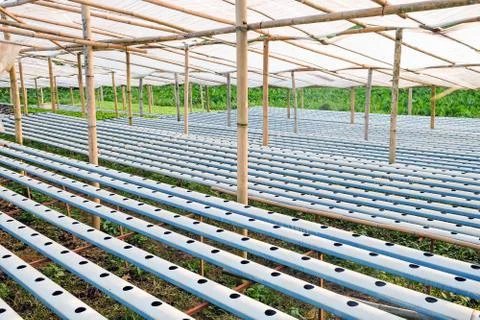 Vegetable farm Stock Photos