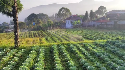 A vegetable farm in the soft morning light Stock Footage 341834552