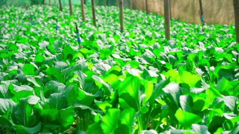 Vegetable farm under net focus shift back to front Video stock 156167190