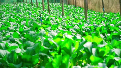 Vegetable farm under net focus shif Video stock 156167211