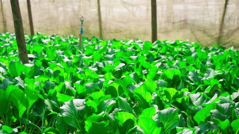 Vegetable farm under net paning camera Stock-Footage 156045811
