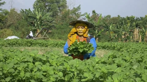 Vegetable Farmer 2 Stock Footage 200800825